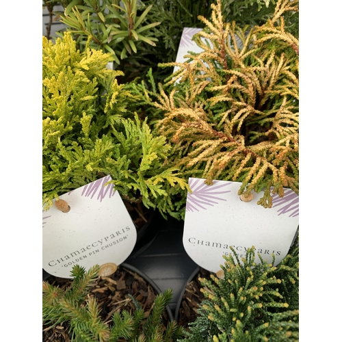 162 - FIFTEEN MIXED VARIETIES OF CONIFERS IN 10CM POTS ON A TRAY. APPROX 30-40CM TALL, EACH CONIFER IS DIF... 