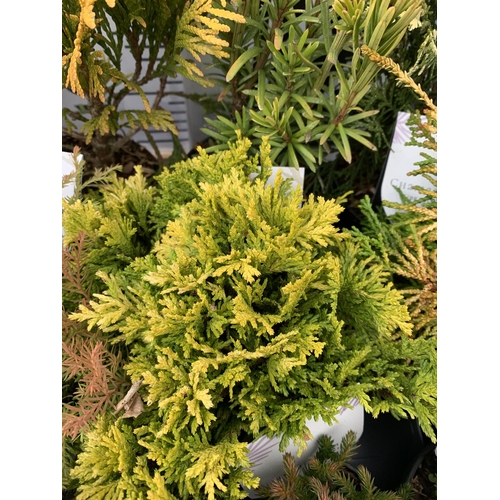 162 - FIFTEEN MIXED VARIETIES OF CONIFERS IN 10CM POTS ON A TRAY. APPROX 30-40CM TALL, EACH CONIFER IS DIF... 