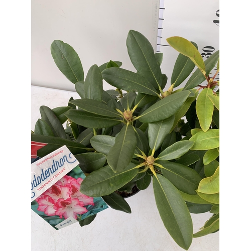 164 - TWO LARGE RHODODENDRONS IN DARK PINK 'HANS HACHMANN' AND PINK /WHITE 'HACHMANN'S' CHARMANT'. IN BUD,... 