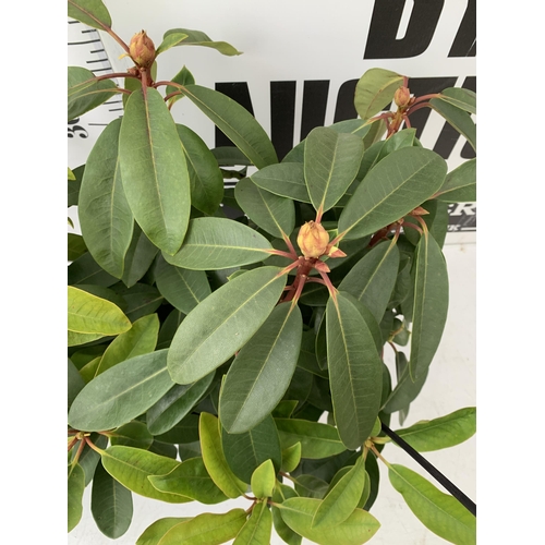 164 - TWO LARGE RHODODENDRONS IN DARK PINK 'HANS HACHMANN' AND PINK /WHITE 'HACHMANN'S' CHARMANT'. IN BUD,... 