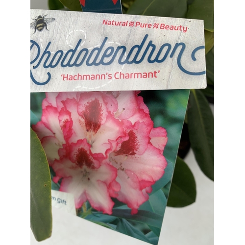 164 - TWO LARGE RHODODENDRONS IN DARK PINK 'HANS HACHMANN' AND PINK /WHITE 'HACHMANN'S' CHARMANT'. IN BUD,... 