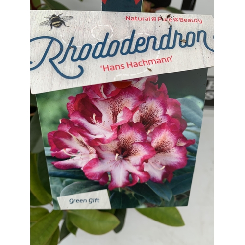 164 - TWO LARGE RHODODENDRONS IN DARK PINK 'HANS HACHMANN' AND PINK /WHITE 'HACHMANN'S' CHARMANT'. IN BUD,... 