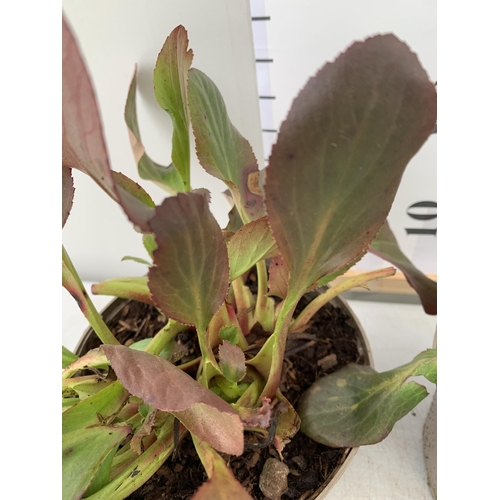 165 - TWO BERGENIAS ELEPHANTS EARS, 'BRESSINGHAM WHITE' AND 'SILBERLICHT' IN 2 LTR POTS. APPROX 30CM IN HE... 