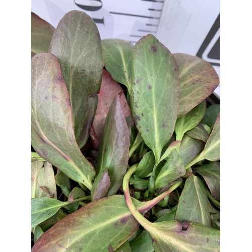 165 - TWO BERGENIAS ELEPHANTS EARS, 'BRESSINGHAM WHITE' AND 'SILBERLICHT' IN 2 LTR POTS. APPROX 30CM IN HE... 