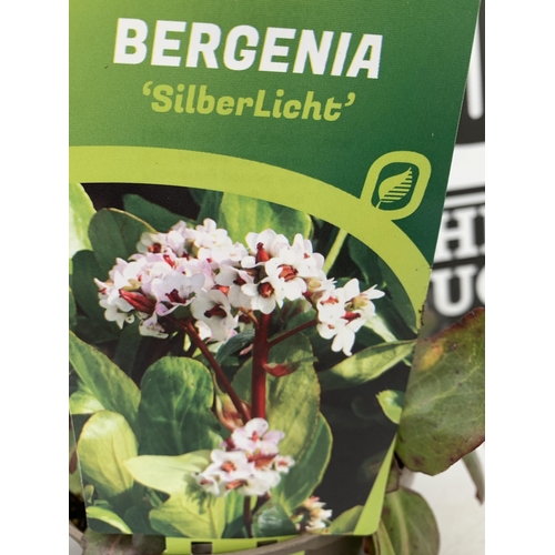 165 - TWO BERGENIAS ELEPHANTS EARS, 'BRESSINGHAM WHITE' AND 'SILBERLICHT' IN 2 LTR POTS. APPROX 30CM IN HE... 