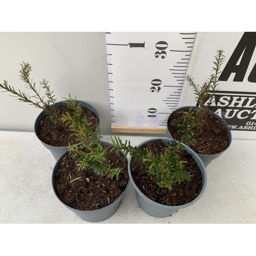 166 - FOUR TAXUS BACCATA YEW HEDGING PLANTS IN 2 LTR POTS. APPROX 40CM IN HEIGHT TO BE SOLD FOR THE FOUR