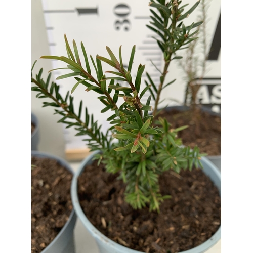 166 - FOUR TAXUS BACCATA YEW HEDGING PLANTS IN 2 LTR POTS. APPROX 40CM IN HEIGHT TO BE SOLD FOR THE FOUR