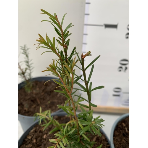 166 - FOUR TAXUS BACCATA YEW HEDGING PLANTS IN 2 LTR POTS. APPROX 40CM IN HEIGHT TO BE SOLD FOR THE FOUR