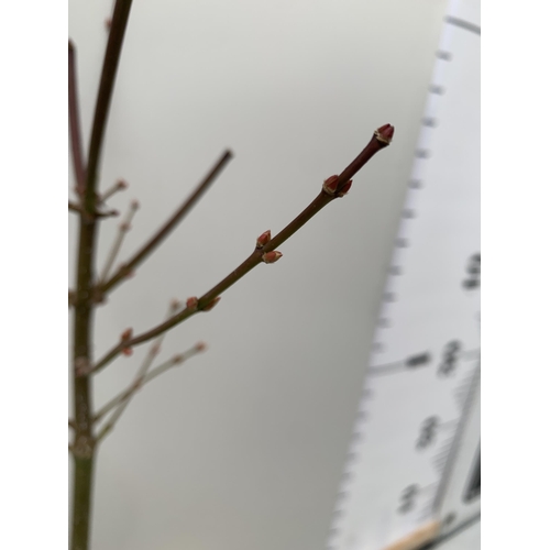 167 - TWO ACER PALMATUMS 'JORDAN' AND 'JERRE SCHWARTZ' IN 3 LTR POTS. APPROX 60CM IN HEIGHT, TO BE SOLD FO... 