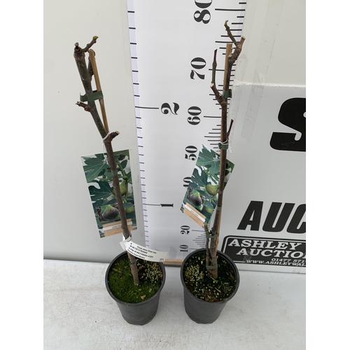 168 - TWO FIG FICUS CARICA 'BROWN TURKEY' SELF POLLINATING. IN 3 LTR POTS. APPROX 80CM IN HEIGHT TO BE SOL... 