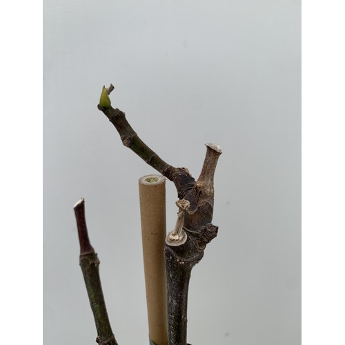 168 - TWO FIG FICUS CARICA 'BROWN TURKEY' SELF POLLINATING. IN 3 LTR POTS. APPROX 80CM IN HEIGHT TO BE SOL... 