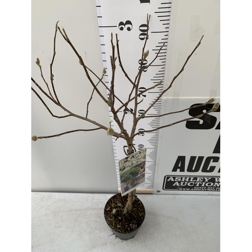 169 - ONE MAGNOLIA STELLATA IN WHITE STANDARD TREE. OVER A METRE IN HEIGHT IN A 3 LTR POT. HAS PRETTY DAIS... 