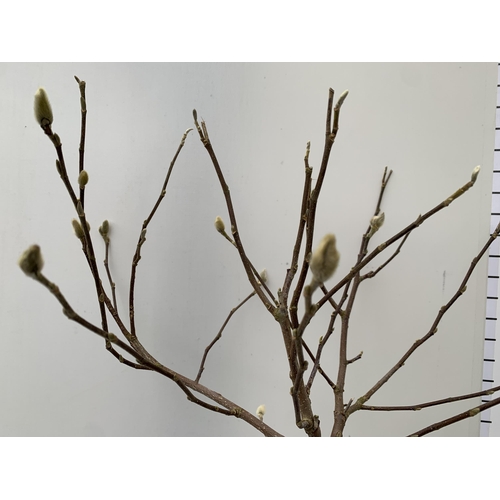 169 - ONE MAGNOLIA STELLATA IN WHITE STANDARD TREE. OVER A METRE IN HEIGHT IN A 3 LTR POT. HAS PRETTY DAIS... 