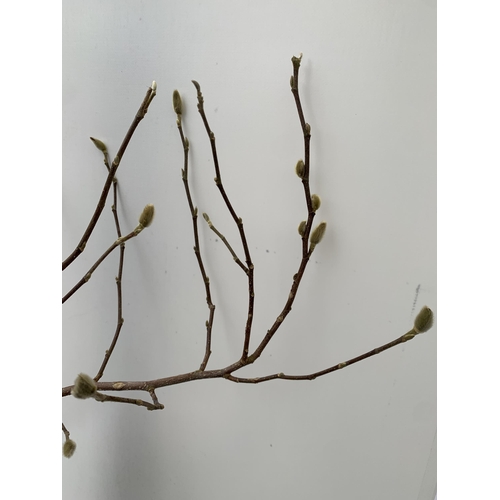 169 - ONE MAGNOLIA STELLATA IN WHITE STANDARD TREE. OVER A METRE IN HEIGHT IN A 3 LTR POT. HAS PRETTY DAIS... 