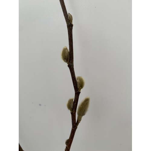 169 - ONE MAGNOLIA STELLATA IN WHITE STANDARD TREE. OVER A METRE IN HEIGHT IN A 3 LTR POT. HAS PRETTY DAIS... 