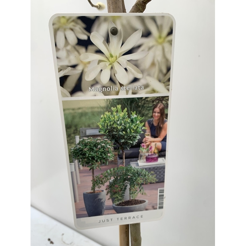 169 - ONE MAGNOLIA STELLATA IN WHITE STANDARD TREE. OVER A METRE IN HEIGHT IN A 3 LTR POT. HAS PRETTY DAIS... 