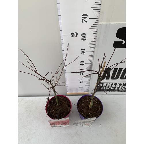 17 - TWO ACER PALMATUMS 'BENI-MAKO' AND 'FIRECRACKER' IN 3 LTR POTS. APPROX 70CM IN HEIGHT, TO BE SOLD FO... 