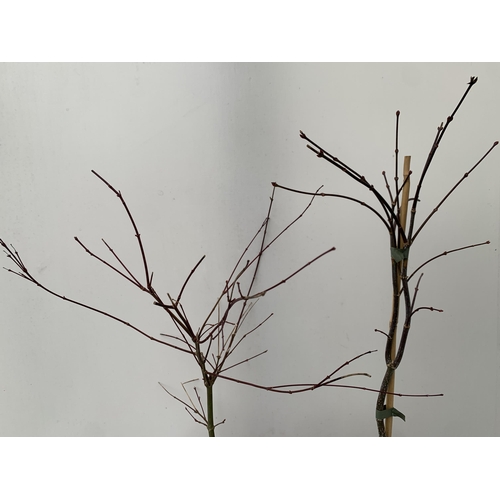 17 - TWO ACER PALMATUMS 'BENI-MAKO' AND 'FIRECRACKER' IN 3 LTR POTS. APPROX 70CM IN HEIGHT, TO BE SOLD FO... 