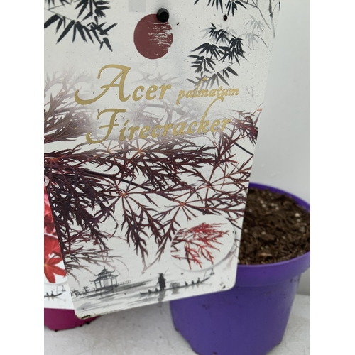 17 - TWO ACER PALMATUMS 'BENI-MAKO' AND 'FIRECRACKER' IN 3 LTR POTS. APPROX 70CM IN HEIGHT, TO BE SOLD FO... 