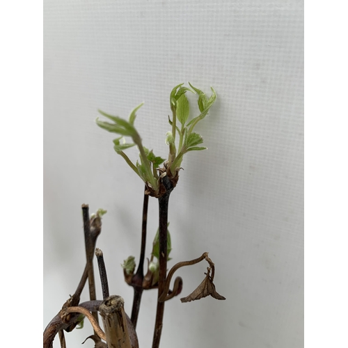 170 - TWO CLEMATIS MONTANA CLIMBERS 'OLD MAN'S BEARD' IN WHITE AND PINK . IN 2 LTR POTS IN BUD, APPROX 70C... 