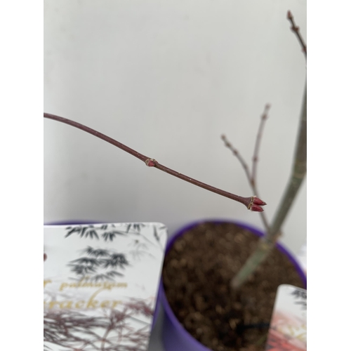 176 - TWO ACER PALMATUMS 'SKEETER'S BROOM' AND 'FIRECRACKER' IN 3 LTR POTS. APPROX 70CM IN HEIGHT, TO BE S... 