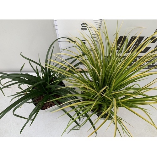 177 - TWO ORNAMENTAL GRASSES CAREX MORROWII 'IRISH GREEN', AND ACORUS GRAMINEUS 'OGON' IN 3 LTR POTS. APPR... 