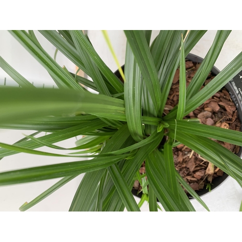 177 - TWO ORNAMENTAL GRASSES CAREX MORROWII 'IRISH GREEN', AND ACORUS GRAMINEUS 'OGON' IN 3 LTR POTS. APPR... 