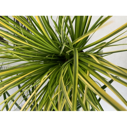 177 - TWO ORNAMENTAL GRASSES CAREX MORROWII 'IRISH GREEN', AND ACORUS GRAMINEUS 'OGON' IN 3 LTR POTS. APPR... 