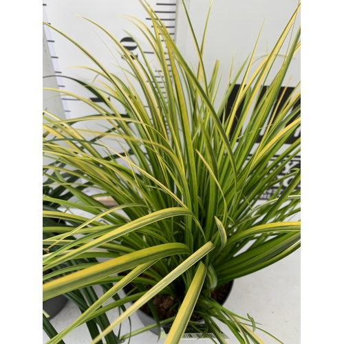 177 - TWO ORNAMENTAL GRASSES CAREX MORROWII 'IRISH GREEN', AND ACORUS GRAMINEUS 'OGON' IN 3 LTR POTS. APPR... 