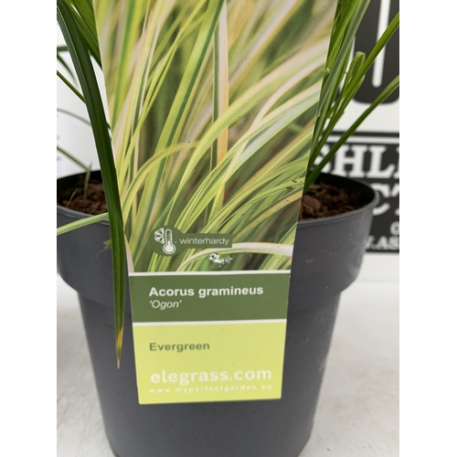 177 - TWO ORNAMENTAL GRASSES CAREX MORROWII 'IRISH GREEN', AND ACORUS GRAMINEUS 'OGON' IN 3 LTR POTS. APPR... 