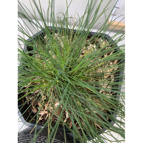 178 - FIVE ORNAMENTAL GRASSES TO INCLUDE CAREX TESTACEA 'PRAIRIE FIRE', CAREX MORROWII 'ICE DANCE' AND 'IR... 