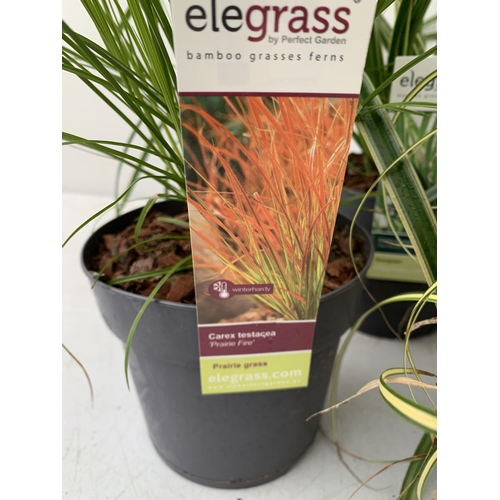 178 - FIVE ORNAMENTAL GRASSES TO INCLUDE CAREX TESTACEA 'PRAIRIE FIRE', CAREX MORROWII 'ICE DANCE' AND 'IR... 