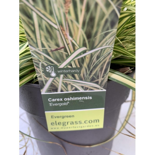 178 - FIVE ORNAMENTAL GRASSES TO INCLUDE CAREX TESTACEA 'PRAIRIE FIRE', CAREX MORROWII 'ICE DANCE' AND 'IR... 