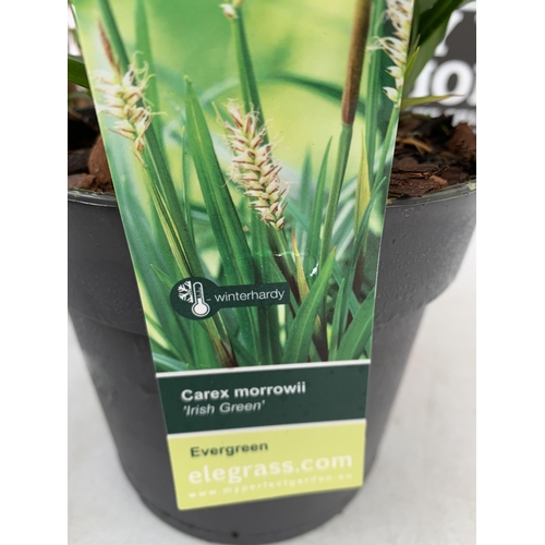 178 - FIVE ORNAMENTAL GRASSES TO INCLUDE CAREX TESTACEA 'PRAIRIE FIRE', CAREX MORROWII 'ICE DANCE' AND 'IR... 