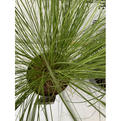 180 - TWO ORNAMENTAL GRASSES CAREX TESTACEA 'PRAIRIE FIRE', AND CAREX OSHIMENSIS 'EVEREST' IN 3 LTR POTS. ... 