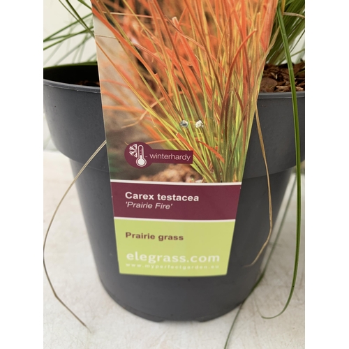 180 - TWO ORNAMENTAL GRASSES CAREX TESTACEA 'PRAIRIE FIRE', AND CAREX OSHIMENSIS 'EVEREST' IN 3 LTR POTS. ... 