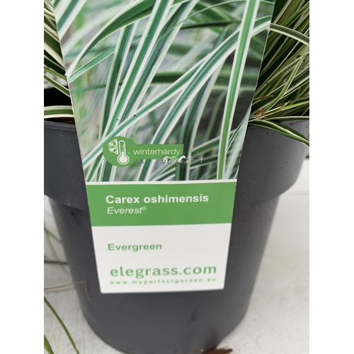 180 - TWO ORNAMENTAL GRASSES CAREX TESTACEA 'PRAIRIE FIRE', AND CAREX OSHIMENSIS 'EVEREST' IN 3 LTR POTS. ... 