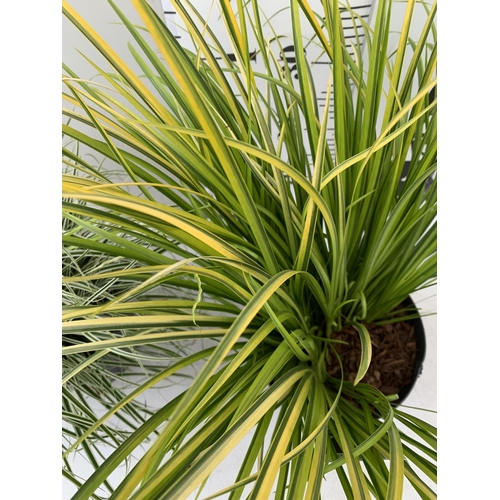 182 - TWO ORNAMENTAL GRASSES CAREX OSHIMENSIS 'EVEREST', AND ACORUS GRAMINEUS 'OGON' IN 3 LTR POTS. APPROX... 