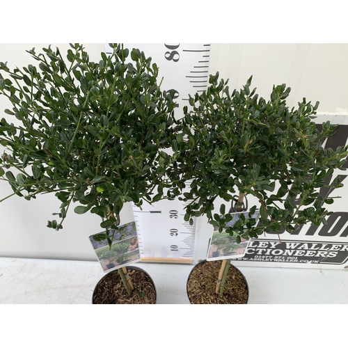 19 - TWO CEANOTHUS IMPRESSUS 'VICTORIA' STANDARD TREES. APPROX 90CM IN HEIGHT IN 3 LTR POTS TO BE SOLD FO... 