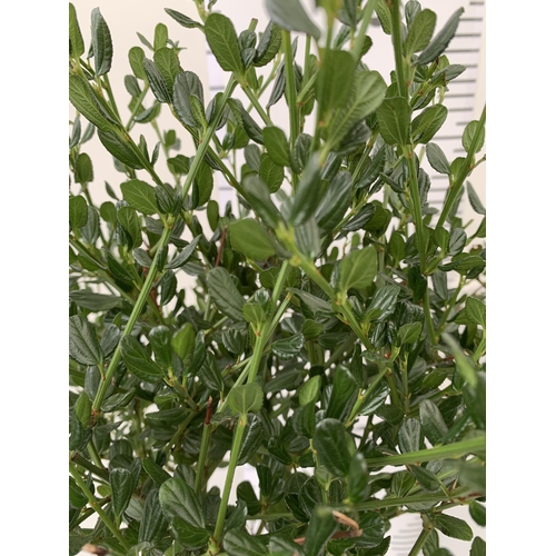 19 - TWO CEANOTHUS IMPRESSUS 'VICTORIA' STANDARD TREES. APPROX 90CM IN HEIGHT IN 3 LTR POTS TO BE SOLD FO... 