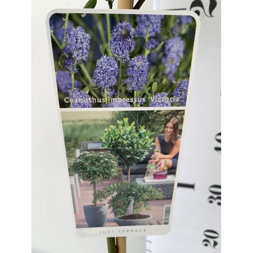 19 - TWO CEANOTHUS IMPRESSUS 'VICTORIA' STANDARD TREES. APPROX 90CM IN HEIGHT IN 3 LTR POTS TO BE SOLD FO... 