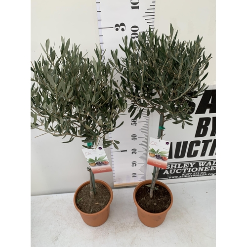 2 - TWO OLIVE OLEA EUROPAEA STANDARD TREES IN 3 LTR POTS. APPROX 90CM IN HEIGHT TOBE SOLD FOR THE TWO. N... 