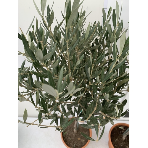 2 - TWO OLIVE OLEA EUROPAEA STANDARD TREES IN 3 LTR POTS. APPROX 90CM IN HEIGHT TOBE SOLD FOR THE TWO. N... 