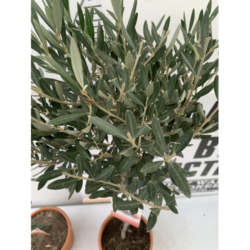 2 - TWO OLIVE OLEA EUROPAEA STANDARD TREES IN 3 LTR POTS. APPROX 90CM IN HEIGHT TOBE SOLD FOR THE TWO. N... 