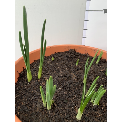 22 - TWO PLANTERS FILLED WITH SPRING BULBS TO INCLUDE DAFFODILS, CROCUS, TULIPS, SNOW DROPS. 5 LTR POTS 2... 