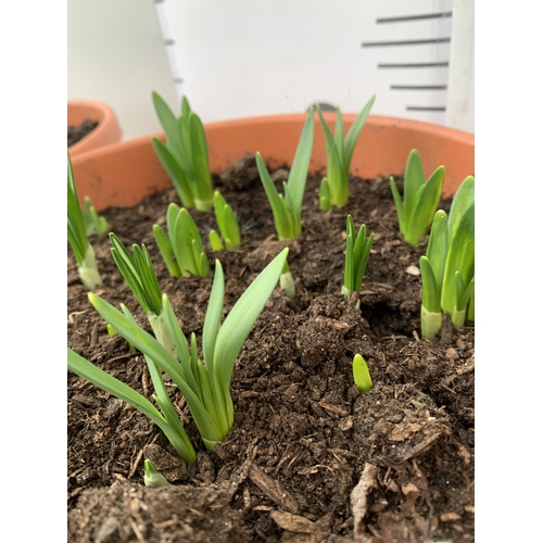 22 - TWO PLANTERS FILLED WITH SPRING BULBS TO INCLUDE DAFFODILS, CROCUS, TULIPS, SNOW DROPS. 5 LTR POTS 2... 