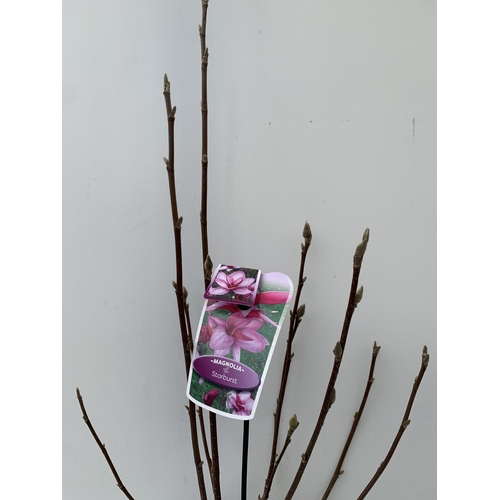 26 - ONE MAGNOLIA 'STARBURST' IN DARK PINK. A METRE TALL, IN BUD, IN A 5 LTR POT.