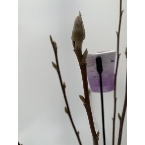 26 - ONE MAGNOLIA 'STARBURST' IN DARK PINK. A METRE TALL, IN BUD, IN A 5 LTR POT.