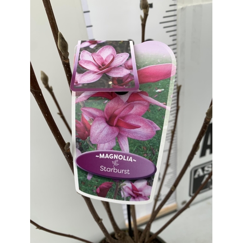 26 - ONE MAGNOLIA 'STARBURST' IN DARK PINK. A METRE TALL, IN BUD, IN A 5 LTR POT.