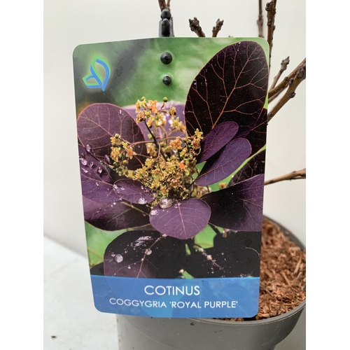 27 - TWO COTINUS COGGYGRIA 'ROYAL PURPLE' AND 'GOLDEN SPIRIT' SMOKE BUSH. IN 3 LTR POTS APPROX 40CM IN HE... 